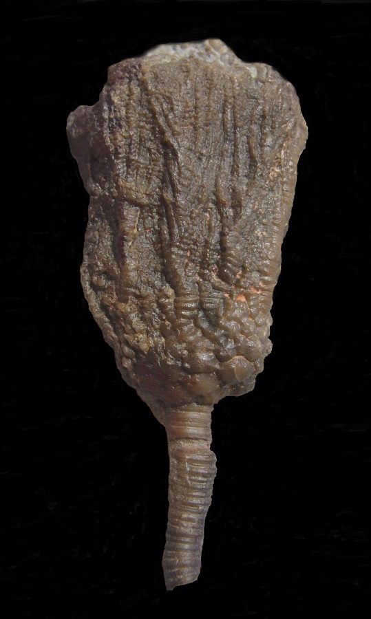 Crinoide Rhipidocrinus crenatus (GOLDFUSS, 1831)