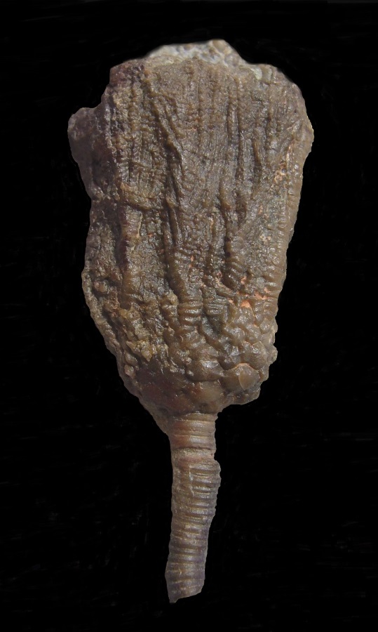 Crinoide  Rhipidocrinus crenatus (GOLDFUSS, 1831)