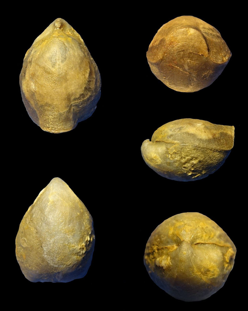 Brachiopode Dicamara prunulum (SCHNUR, 1851)