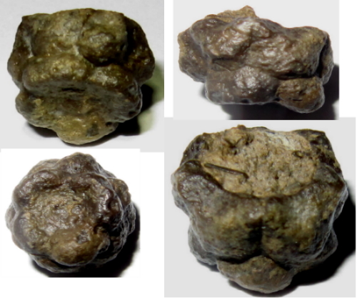 Megaradialocrinus callosus