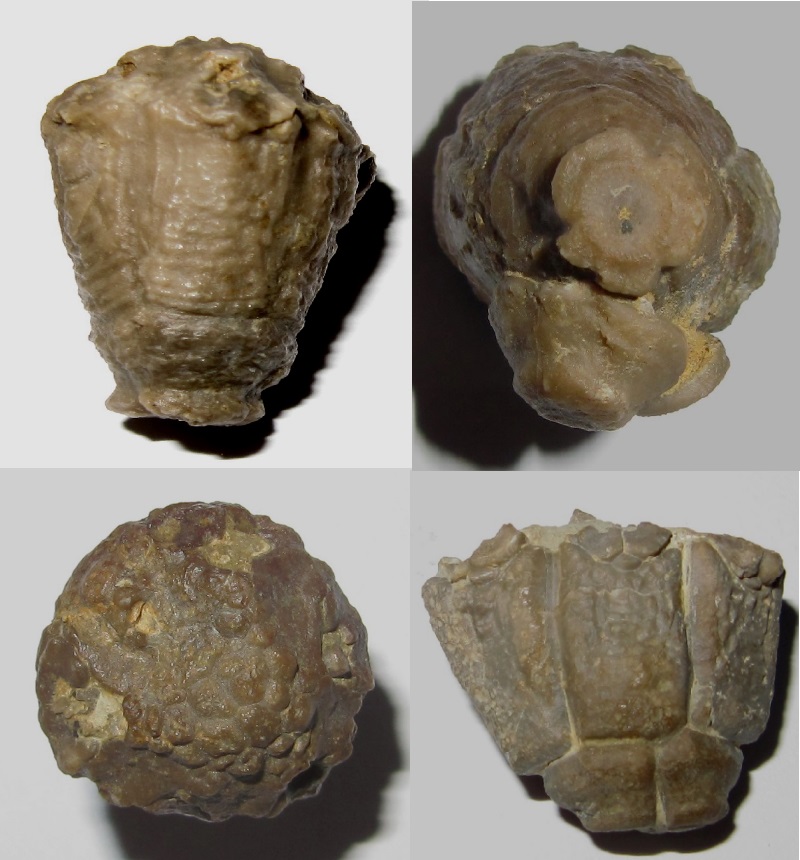 Megaradialocrinus elongatus