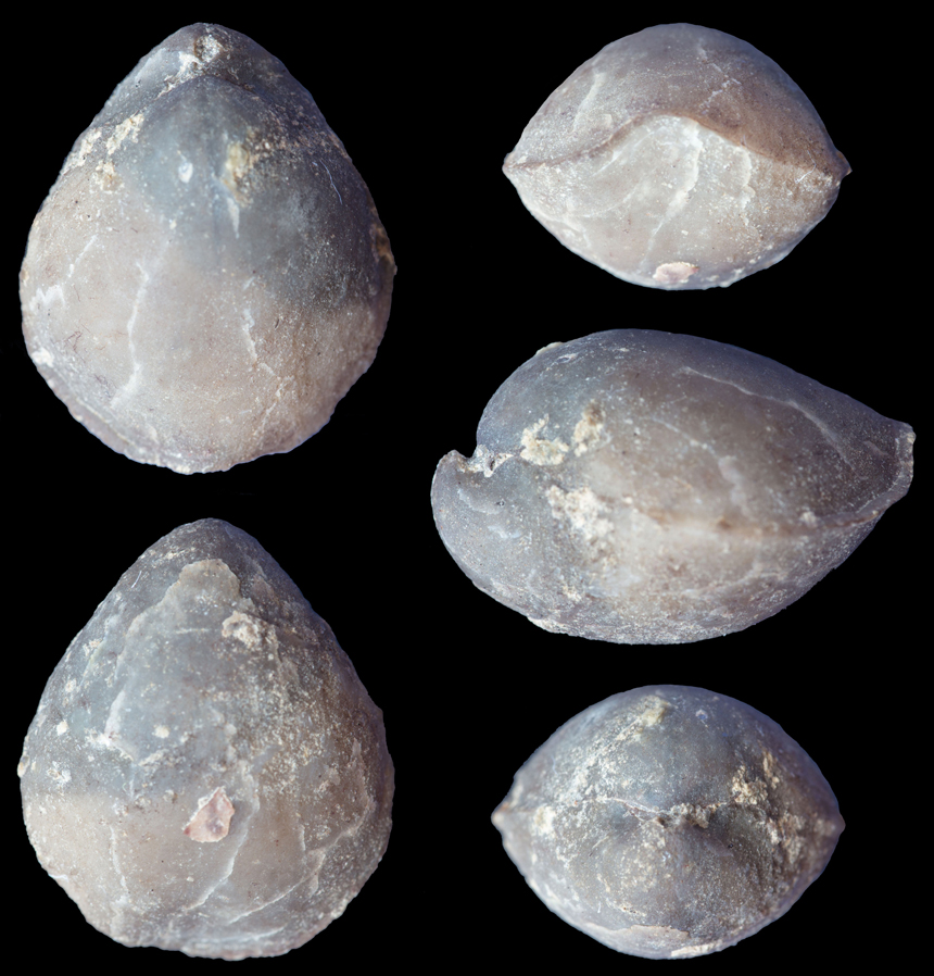 Meristella iconensis iconensis STRUVE, 1964
