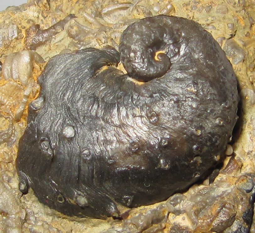 Pileopsis prisca