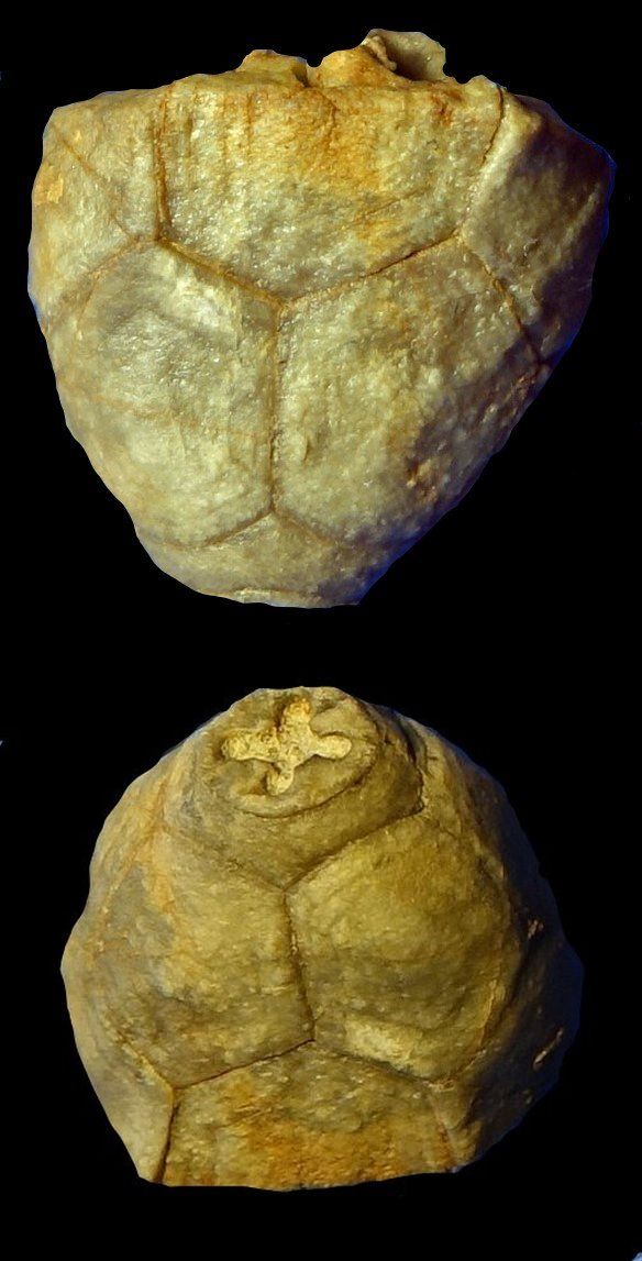 Procupressocrinites gracilis (GOLDFUSS, 1831)