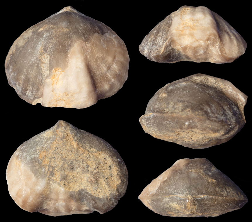 Pseudocamarophoria microrhyncha (ROEMER, 1844)