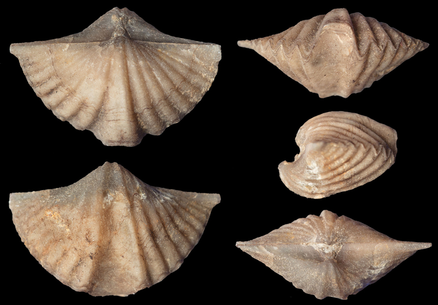 Quiringites elegans (STEININGER, 1853)