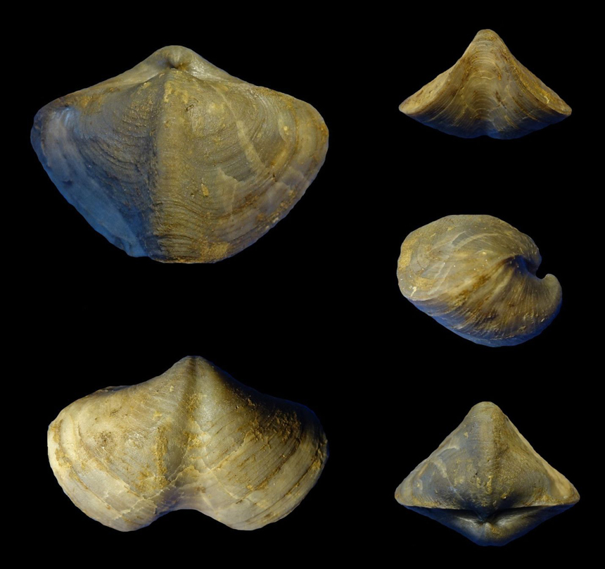 Rhenothyris rhenana STRUVE, 1970