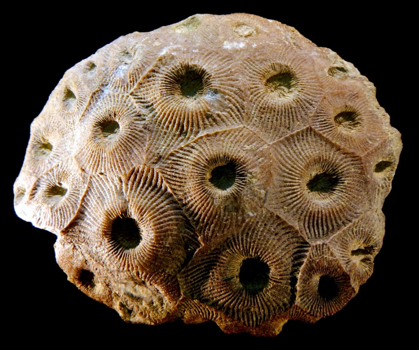 Koralle Cyathophyllum (Peripaedium) planum planum (LUDWIG 1866)