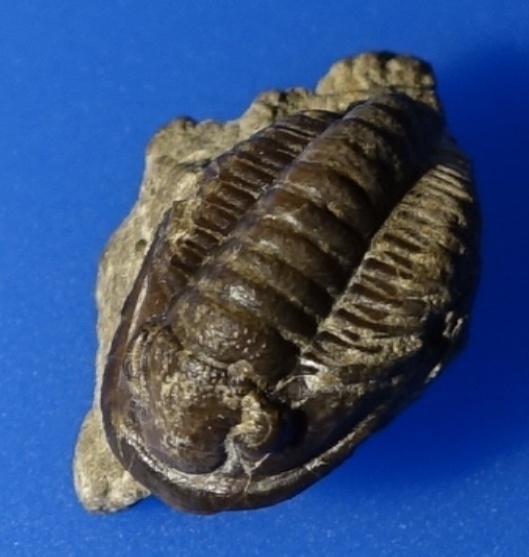 Trilobit Cornuproetus cornutus (Goldfuss,1843)
