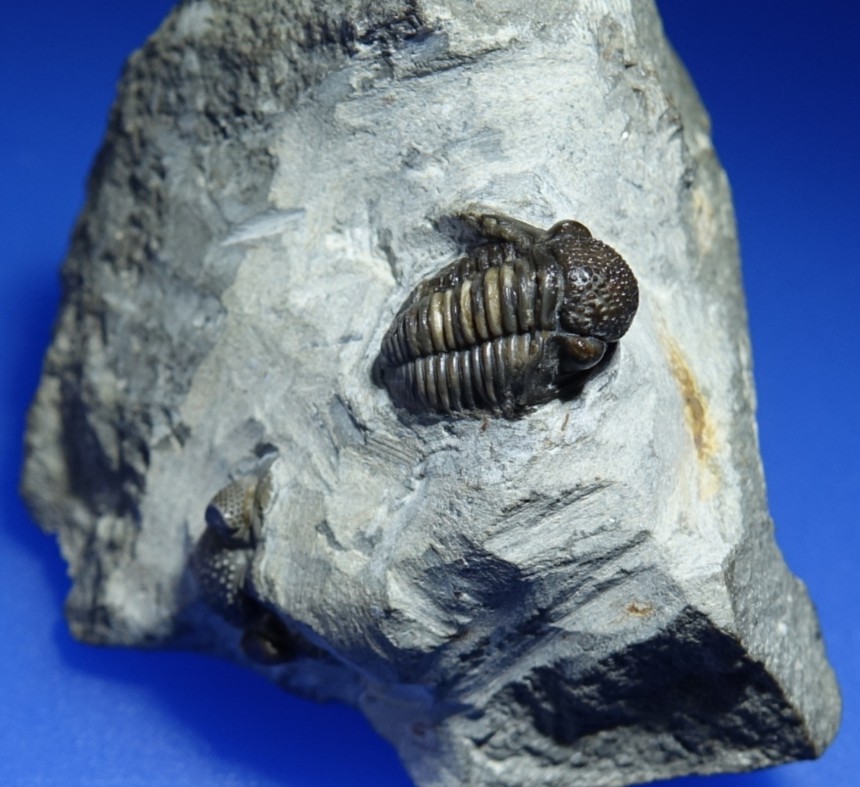 Trilobit Gerastos granulosus (GOLDFUSS, 1843)