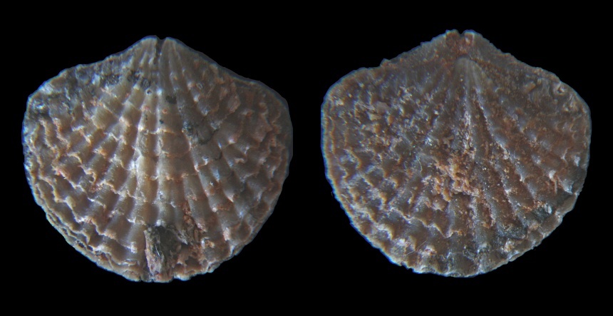 Isospinatrypa meridiana (COPPER, 1967)