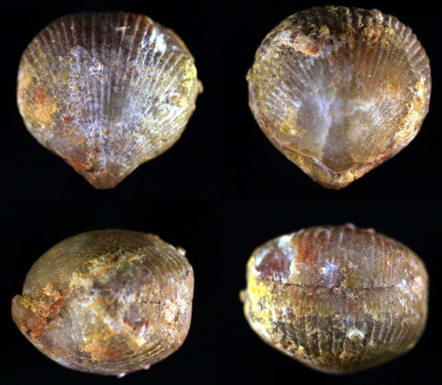 Kransia implexa (SOWERBY, 1840)
