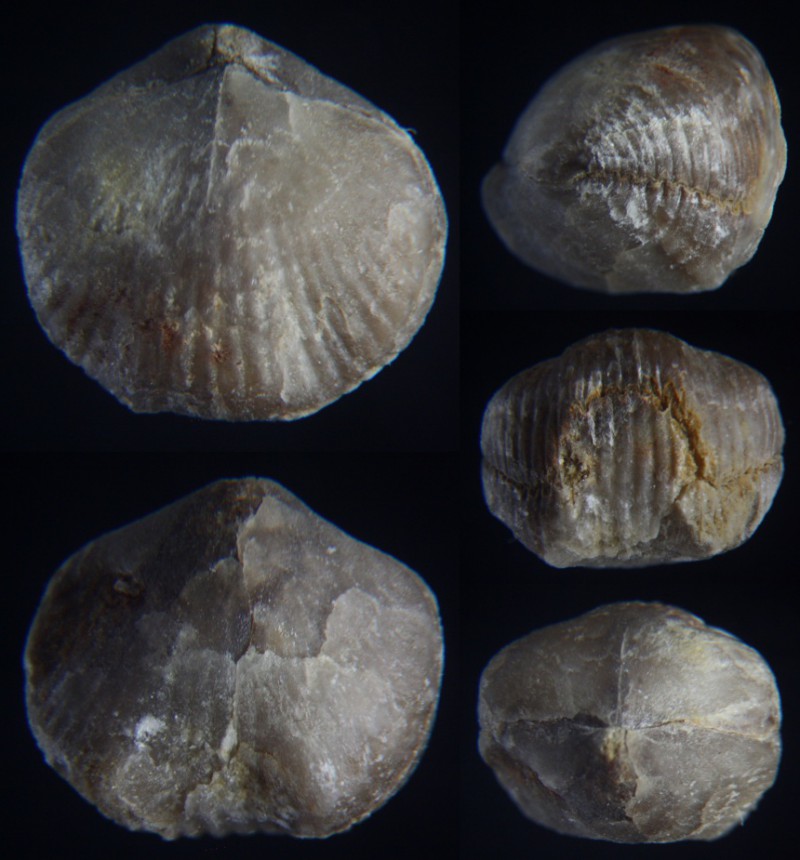Kransia parallelepipeda (BRONN, 1837)