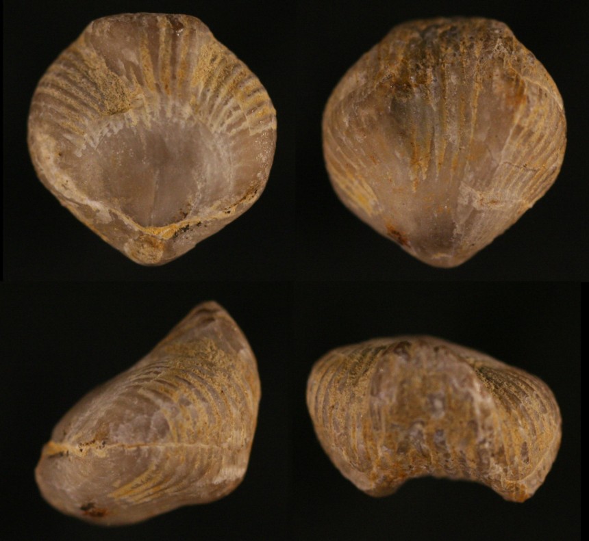 Primipilaria primipilaroides STRUVE, 1992