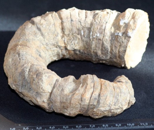 Pleuroncoceras sp.
