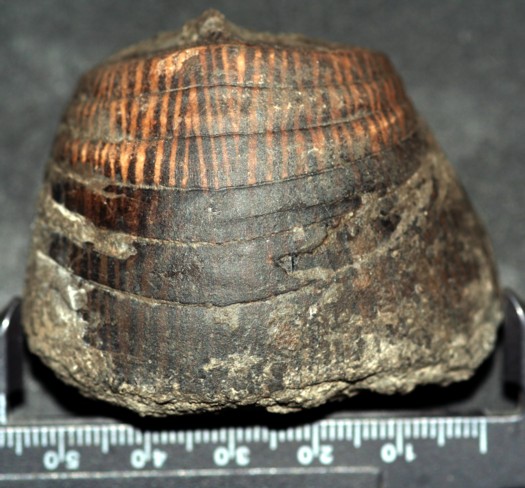 Cyrtoceratites sp. mit Farberhaltung