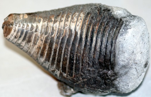 Archiacoceras sp.