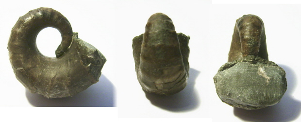 Cephalopode Pleuroncoceras sp.