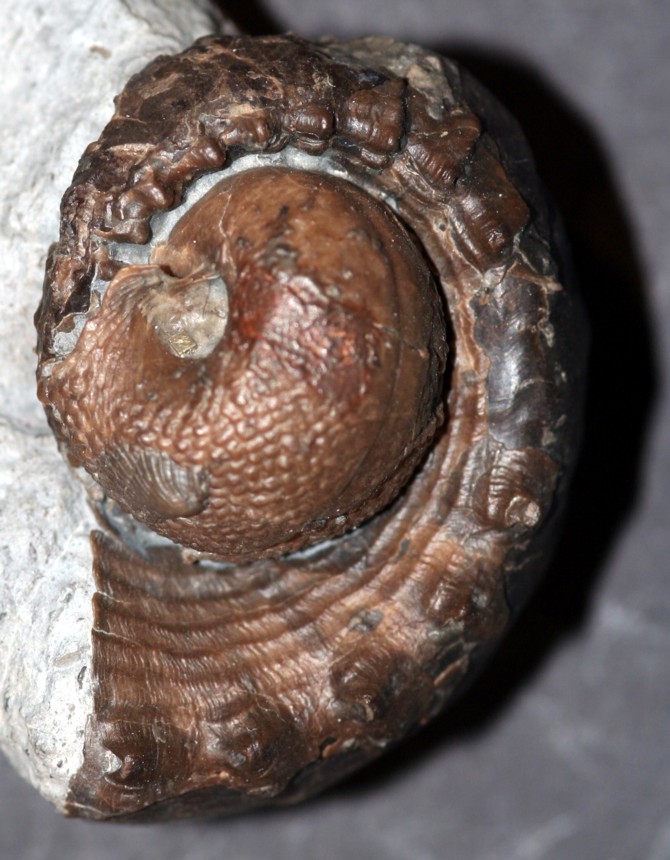 Cephalopode indet und Gastropode