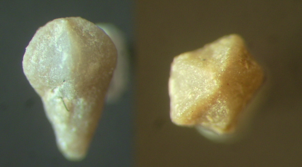 Crinoide unbestimmt
