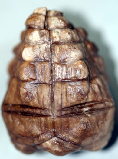 Halocrinites schlotheimii schlotheimii (STEININGER, 1831)