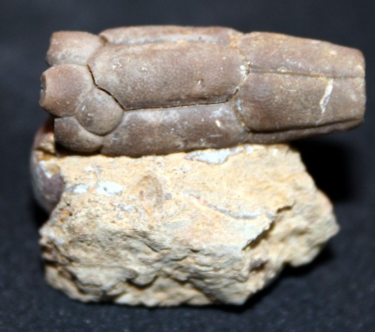 Bactrocrinites fusiformis (ROEMER, 1844)