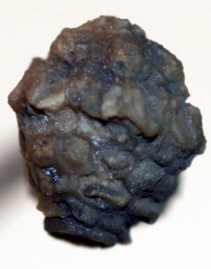 Pyxidocrinus pruemiensis
