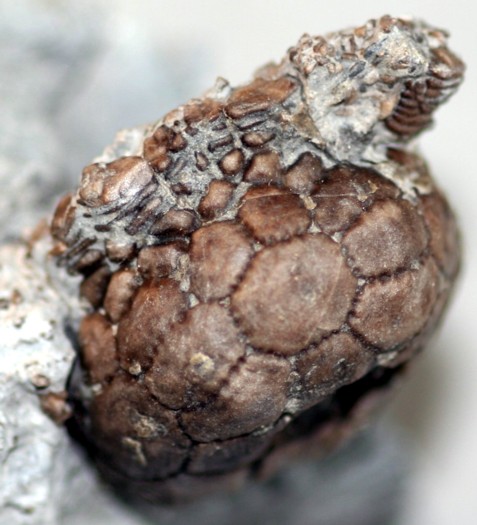 Rhipidocrinus crenatus (GOLDFUSS, 1831)