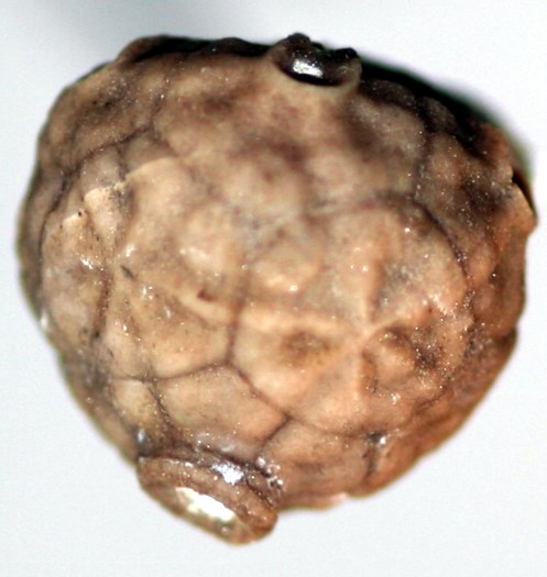 Sphaerocrinus