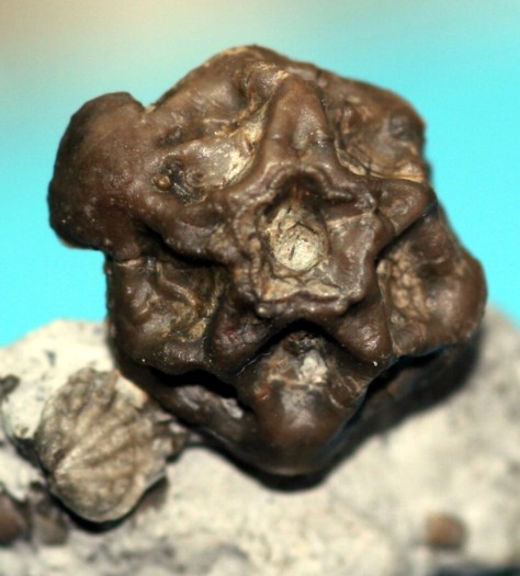 Costalocrinus dilatatus SCHULTZE (1866)