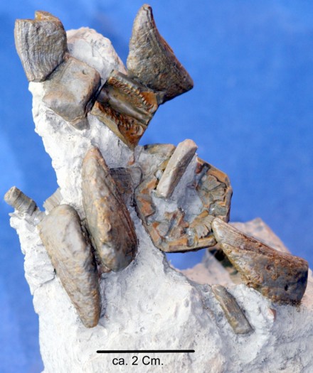 Halocrinites sampelayoi