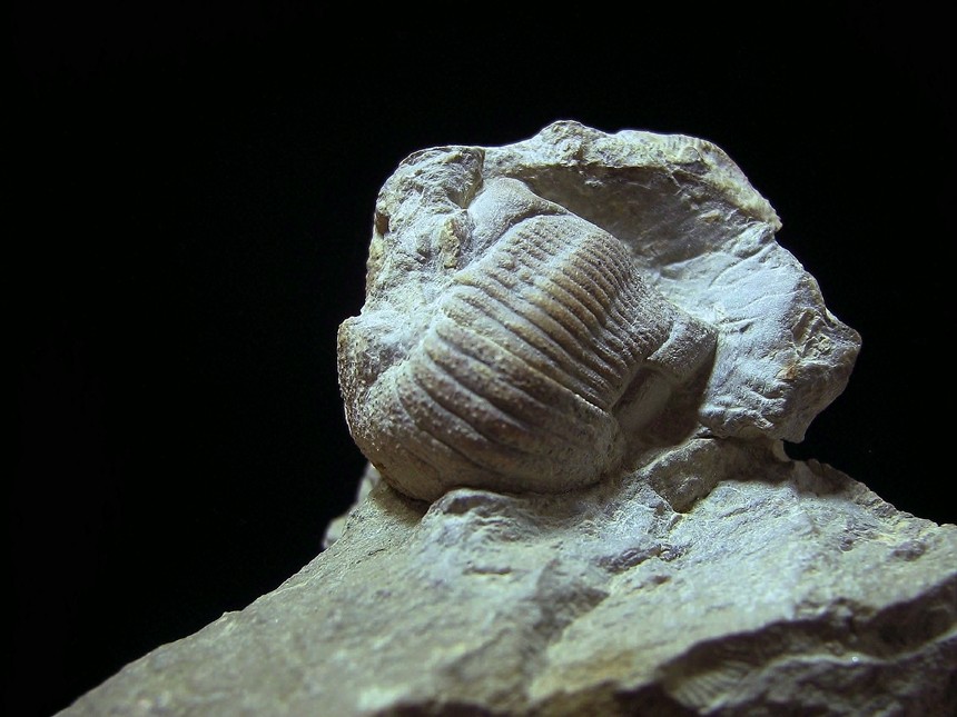 Ammonicrinus sp.