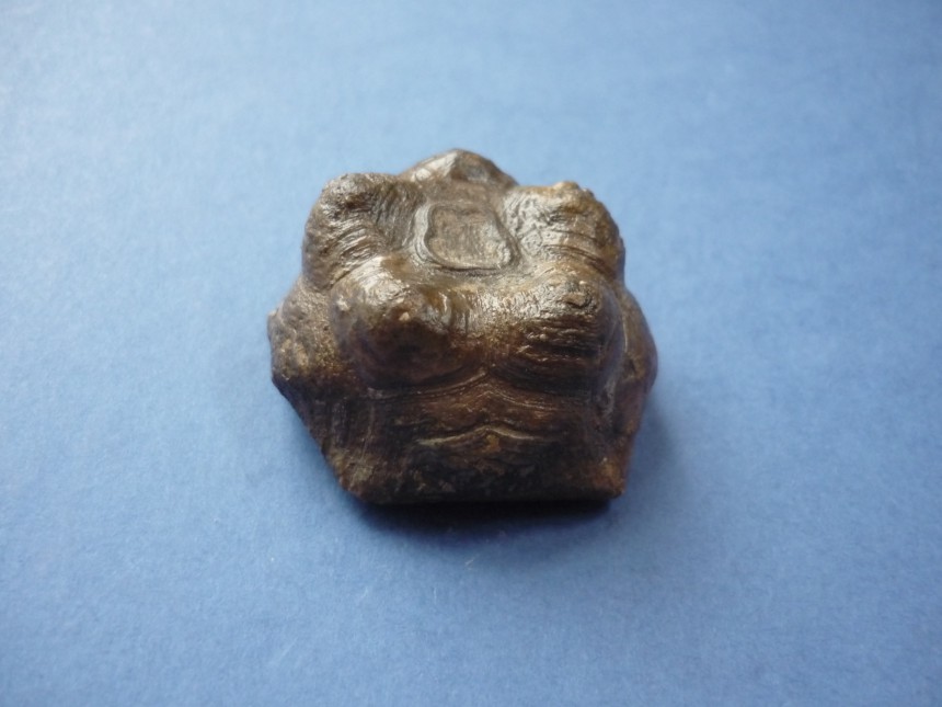 Steinkern.de Die Galerie Kategorie Crinoiden