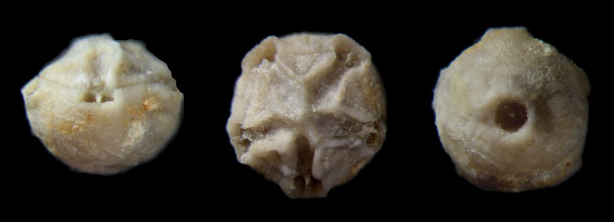 Haplocrinites mespiliformis