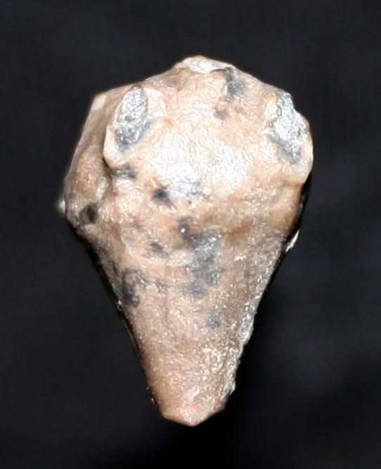 Pseudorthocrinus rauheckiensis