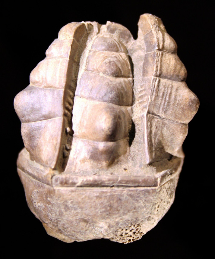 Halocrinites schlotheimii schlotheimii (STEININGER 1831)