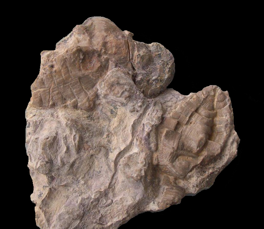 Halocrinites schlotheimii schlotheimii (STEININGER, 1831)