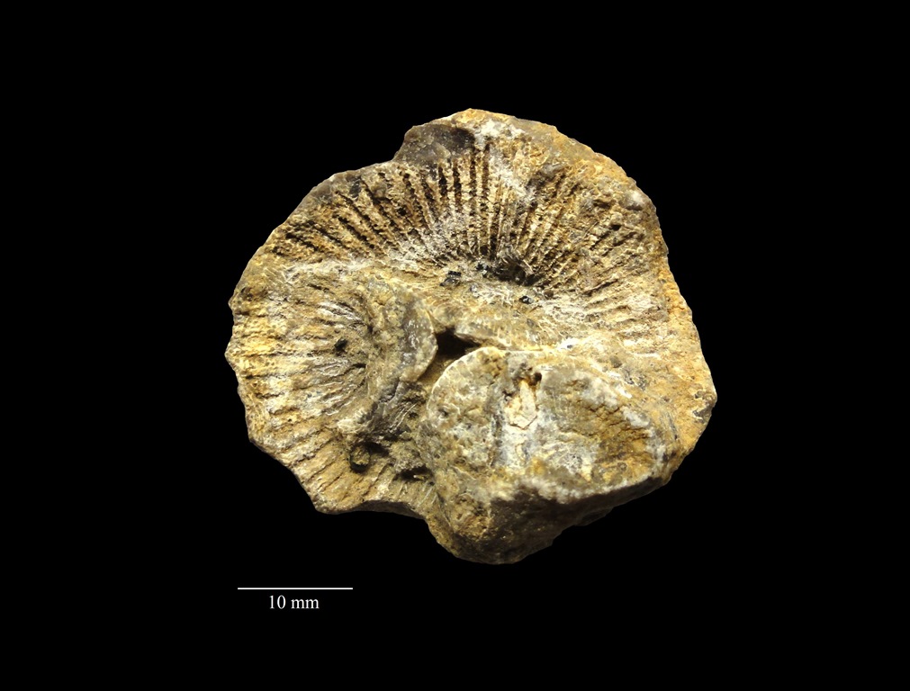 Steinkern.de Die Galerie Kategorie Korallen