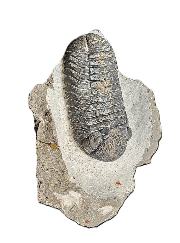 Boeckops stelcki