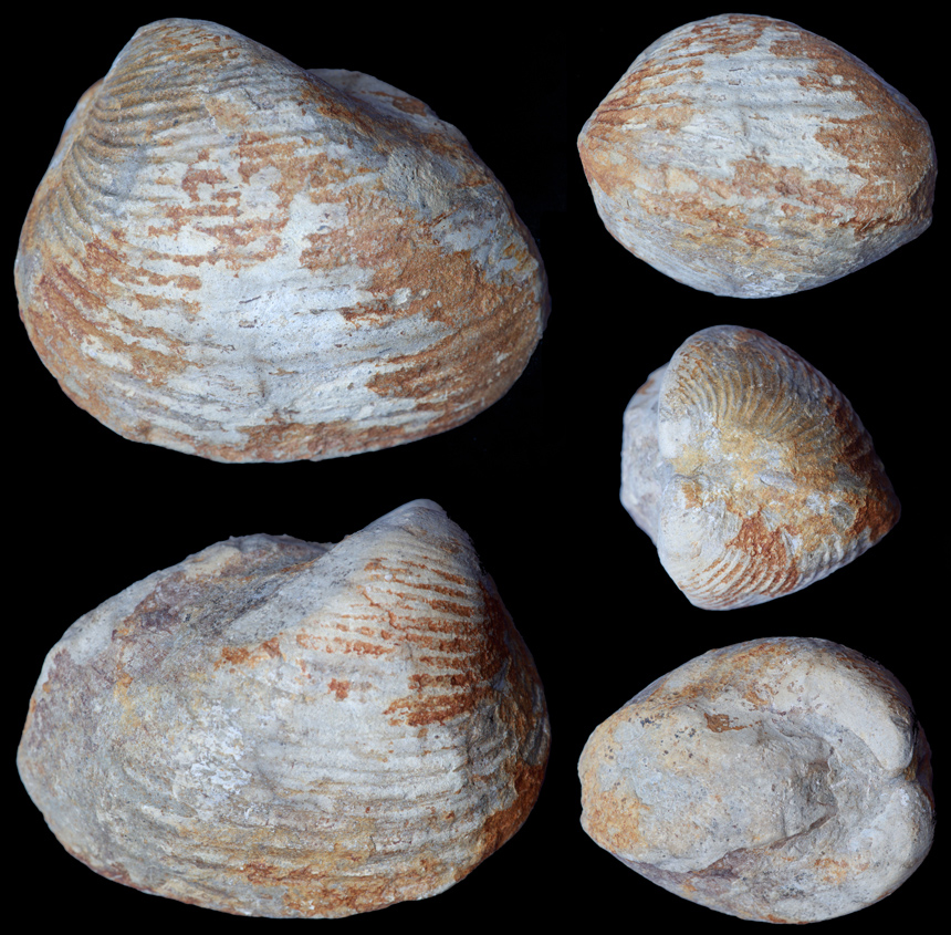 Allerisma cf. muensteri D´ARCH.-VERN