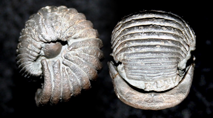 Crinoide Ammonicrinus doliiformis