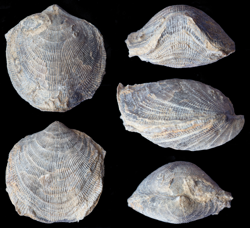 Desquamatia (Variatrypa) subditiva COPPER, 1966