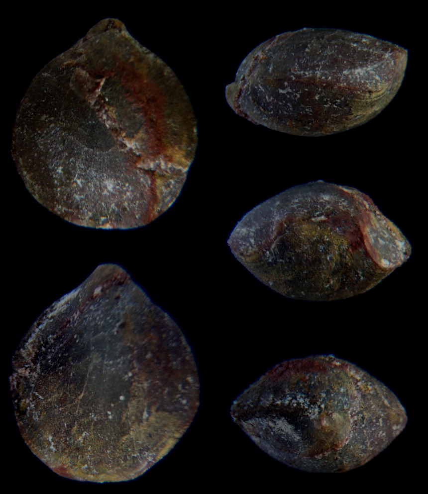Brachiopode Dicamara prunulum (SCHNUR, 1851)
