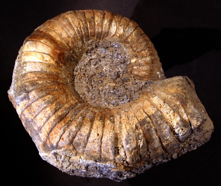 Cephalopode Pleuroncoceras sp.