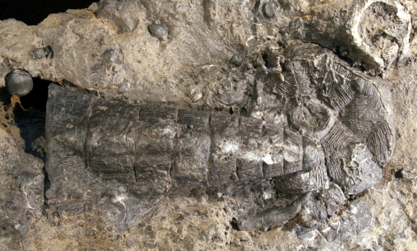 Crinoide Halocrinites schlotheimii schlotheimii (STEININGER, 1831)
