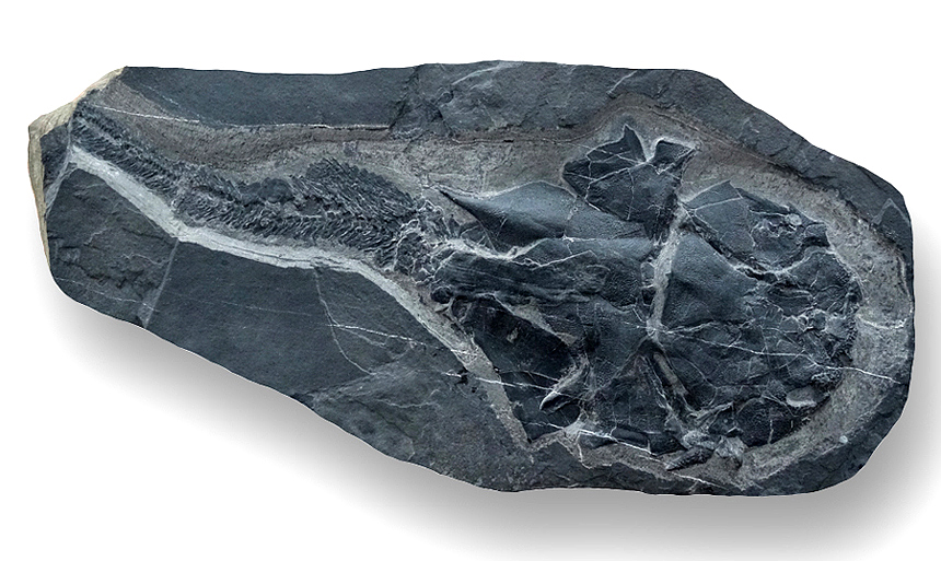 Dickosteus threiplandi