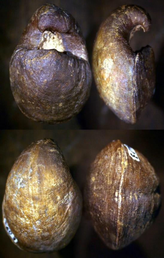 Brachiopode Kosirium sp.