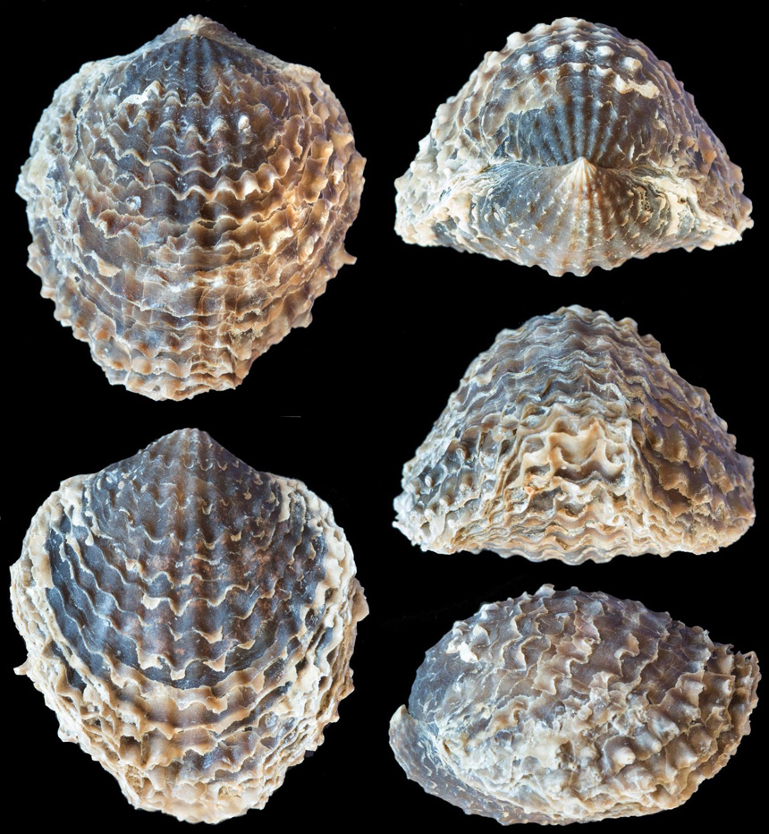 Brachiopode Spinatrypa curvirostra COPPER, 1967