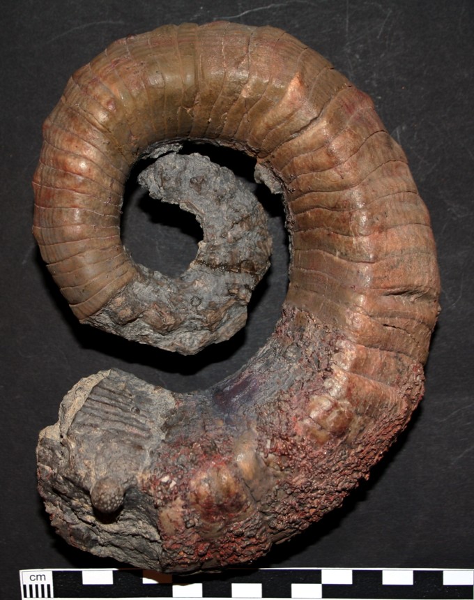 Pleuroncoceras sp.