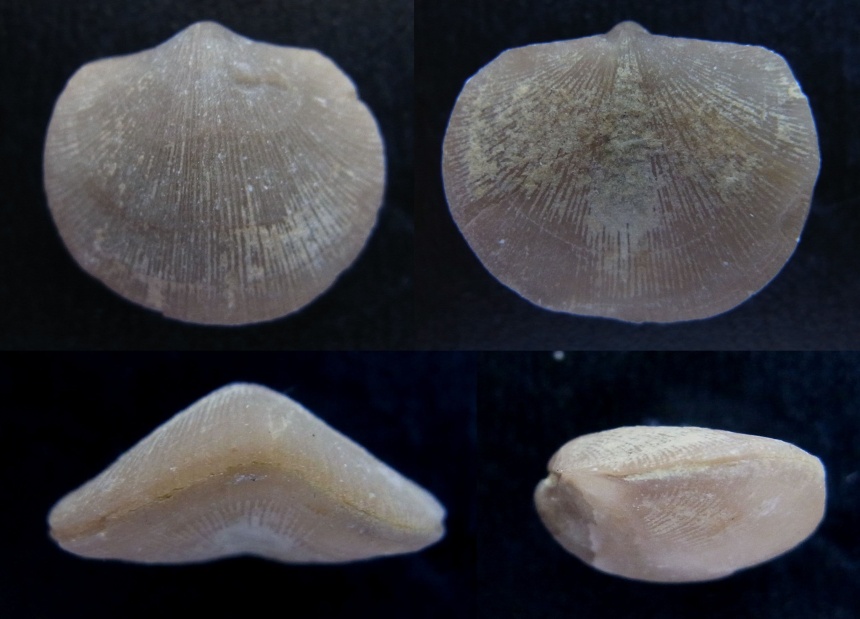 Brachiopode Lavenea subcarinata pumilis